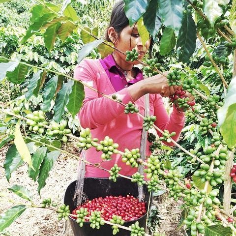 COFFEE FLOWERS - Bolivia Finca el Fuerte