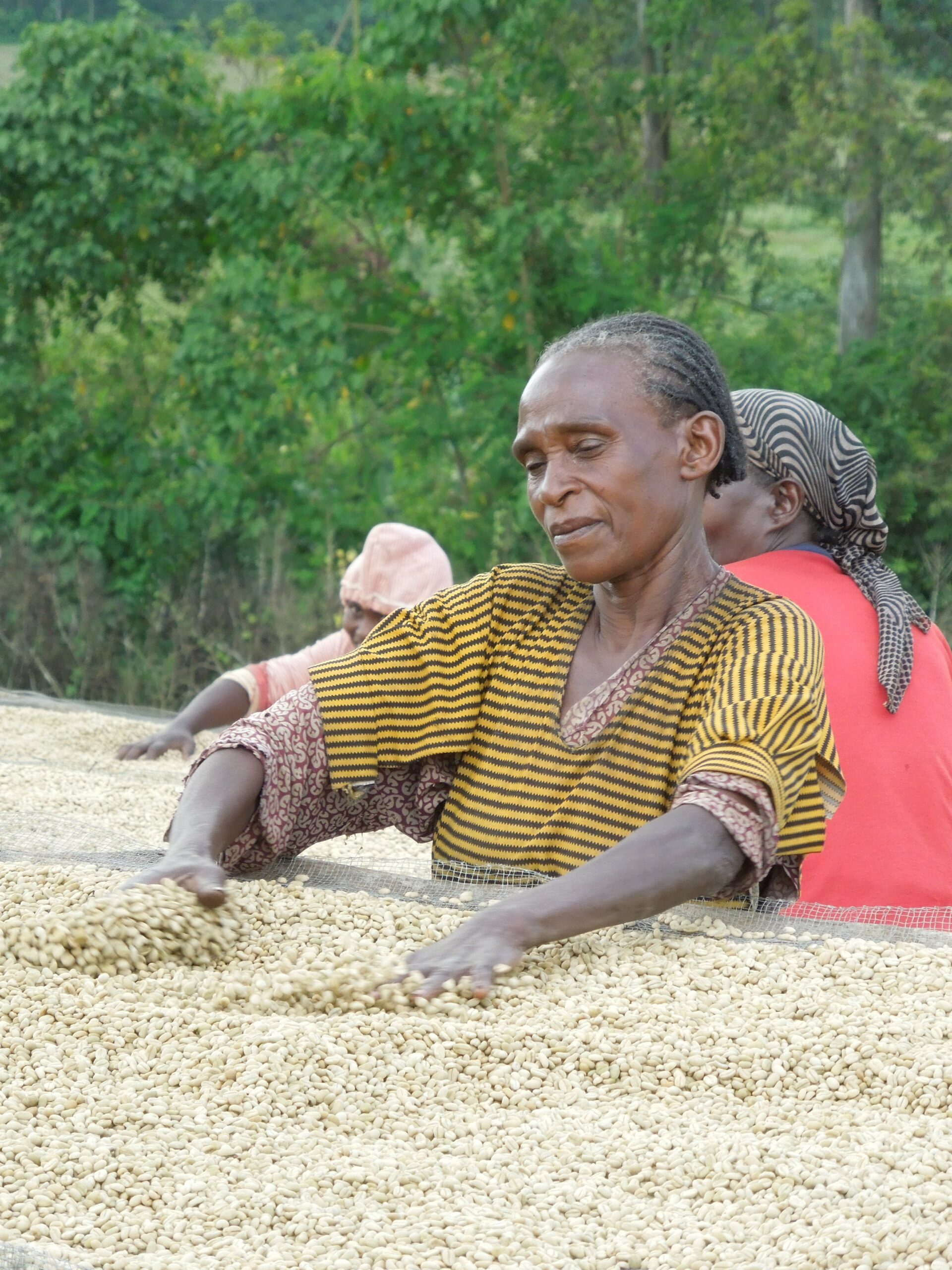 ETIOPIA Guyato Bedecho - Single Farmer Lot