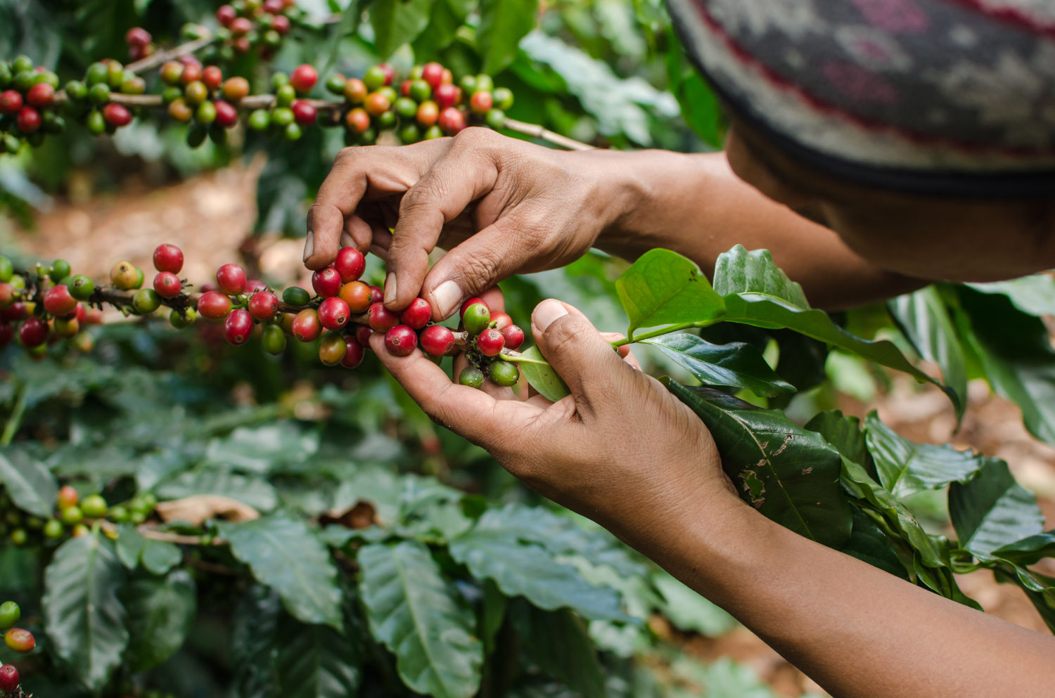 Organic and BIO certified coffee - Caffèlab