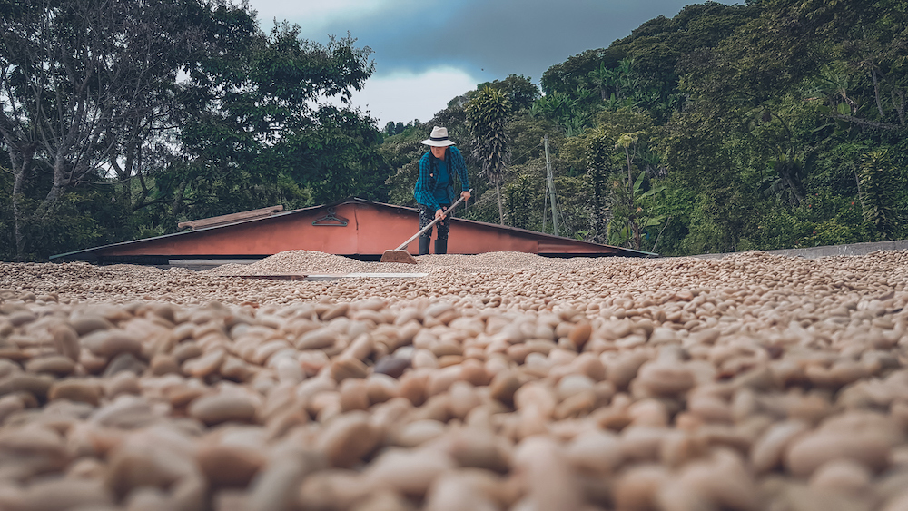 Organic and BIO certified coffee - Caffèlab