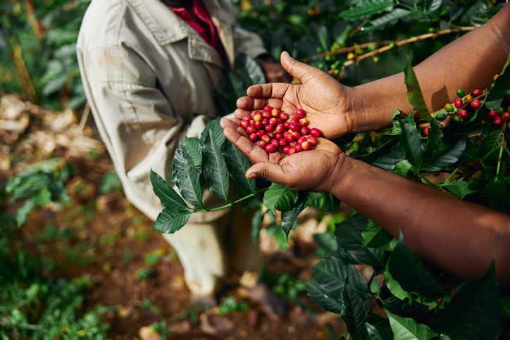 single origin coffee beans