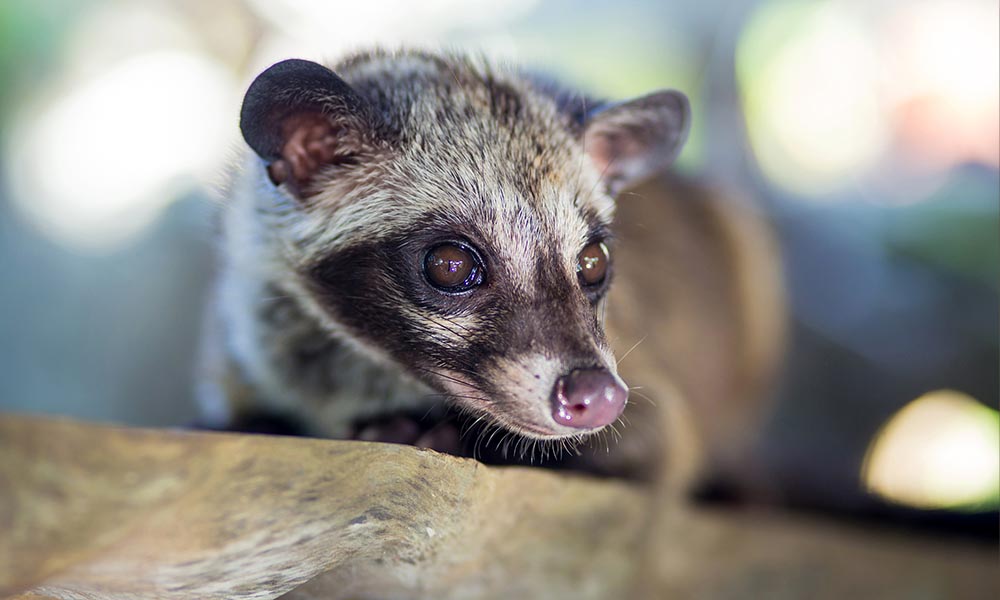 palm civet