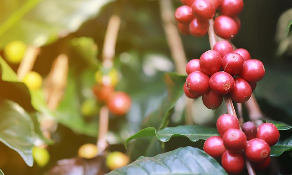Plant of coffee: origins of plantations and botanical varieties