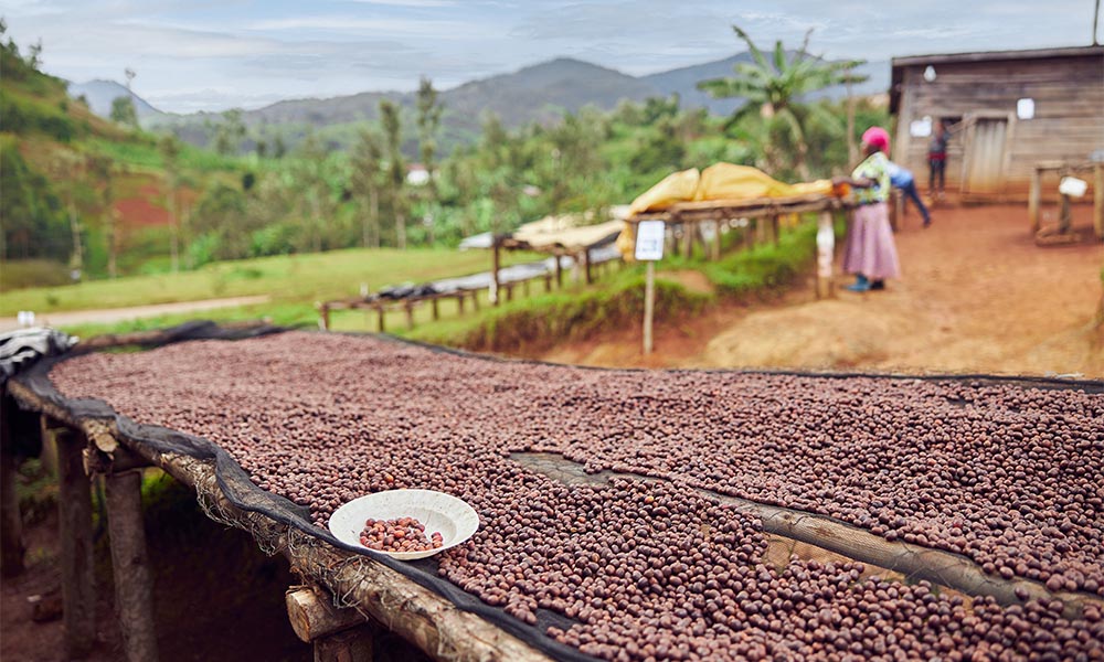 African coffee: the evolution of coffee plantations in Africa