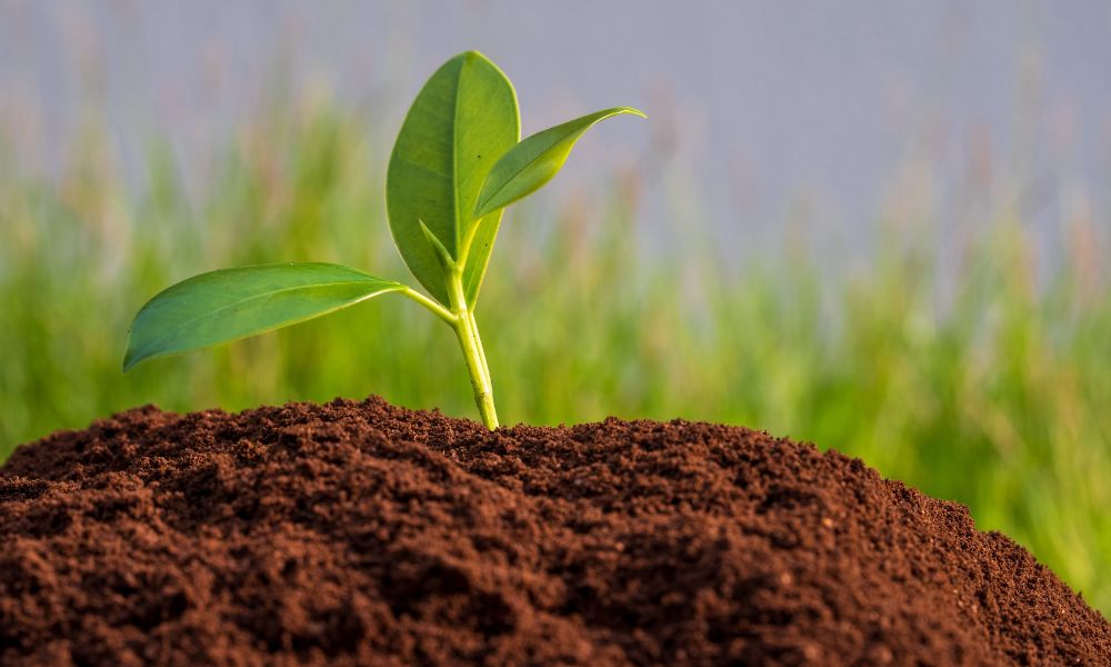 Coffee grounds as fertilizer for plants: are they suitable for all plants?