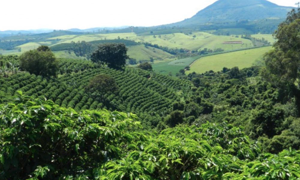 The 10 best Brazilian coffees: a story among the fazendas