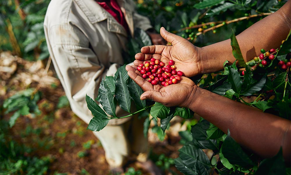 Coffee and weight loss: what science says