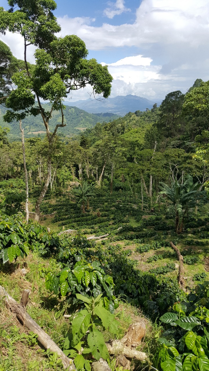 NICARAGUA_Pacamara_la benedicion_3