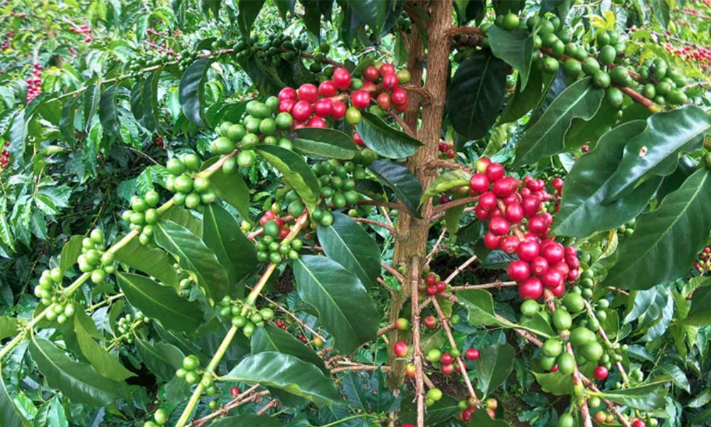Ecuadorian coffee: a future of quality