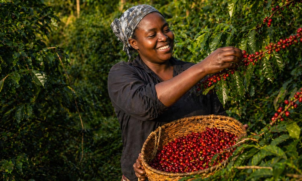 ethiopian coffee​